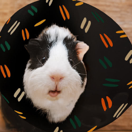 Great idea...but got my small boi heckin stuck